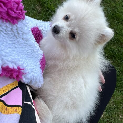 What to know before getting a Pomeranian