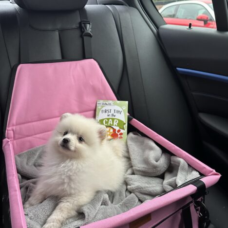 How to find the perfect Pomeranian puppy